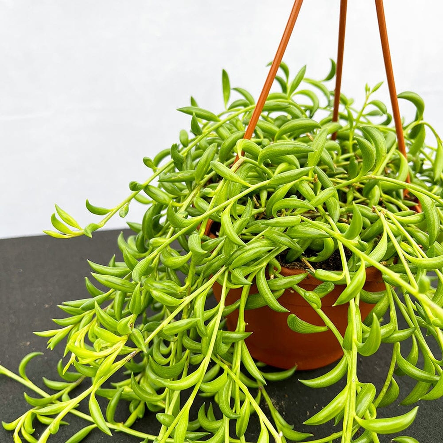 20 - 30cm Senecio String of Bananas 12cm Hanging Pot House Plant House Plant