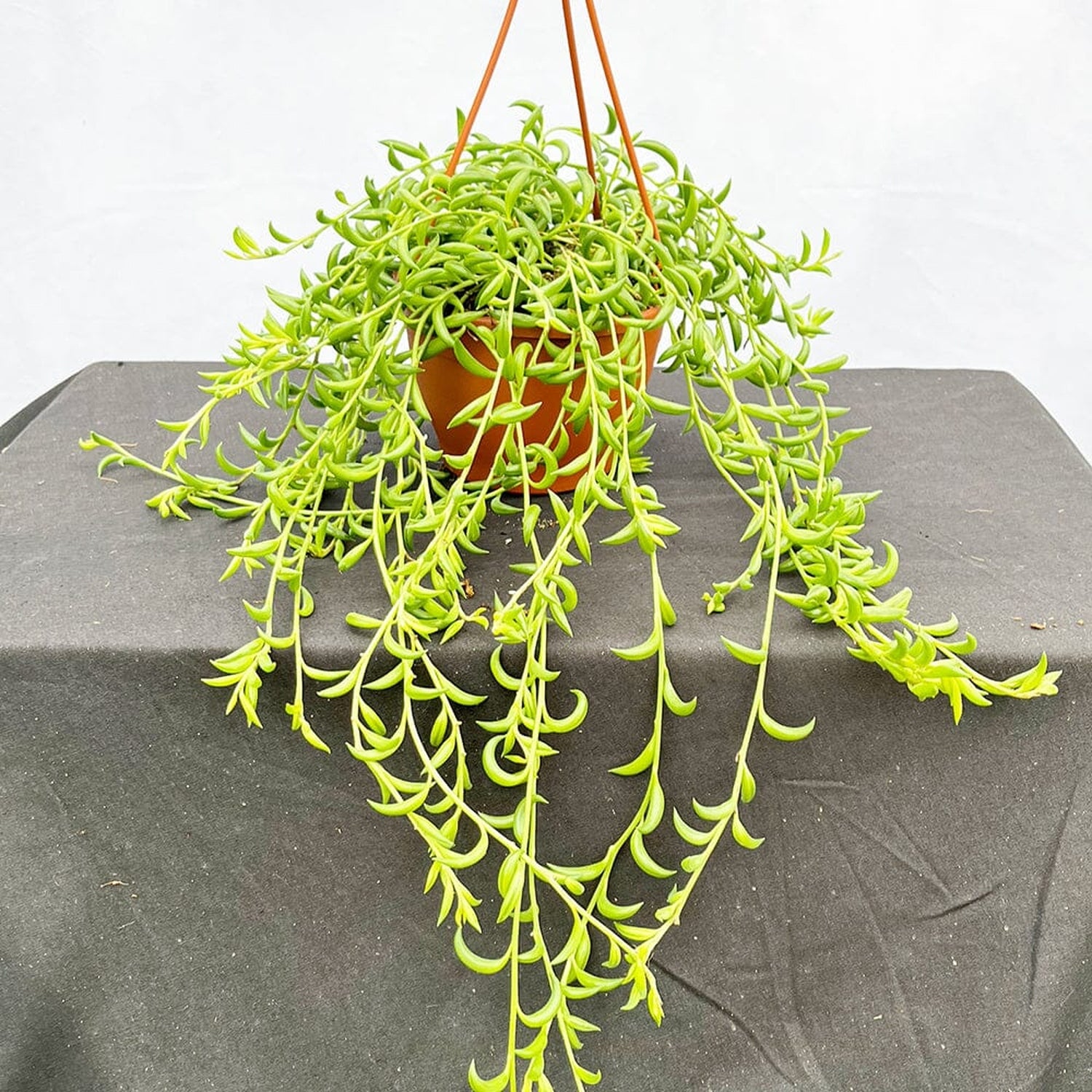 20 - 30cm Senecio String of Bananas 12cm Hanging Pot House Plant House Plant