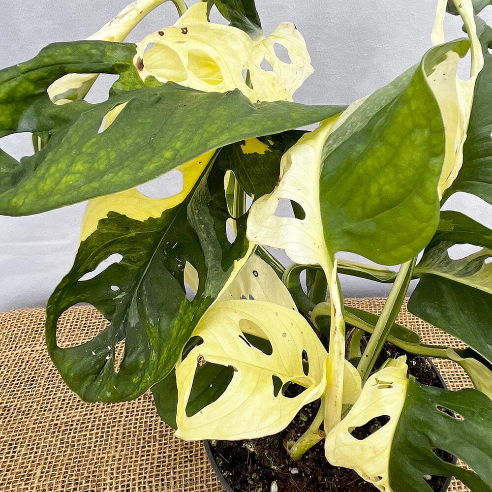 20 - 30cm Variegated Monstera Adansonii Monkey Mask 12cm Pot House Plant 