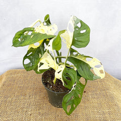 20 - 30cm Variegated Monstera Adansonii Monkey Mask 12cm Pot House Plant 