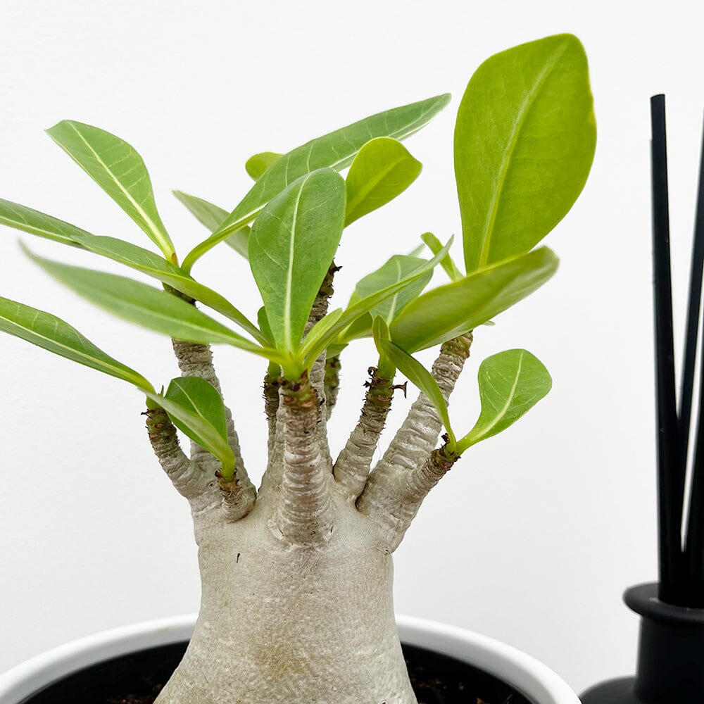 20 -35cm Adenium Obesum Desert Rose House Plant 12cm Pot House Plant