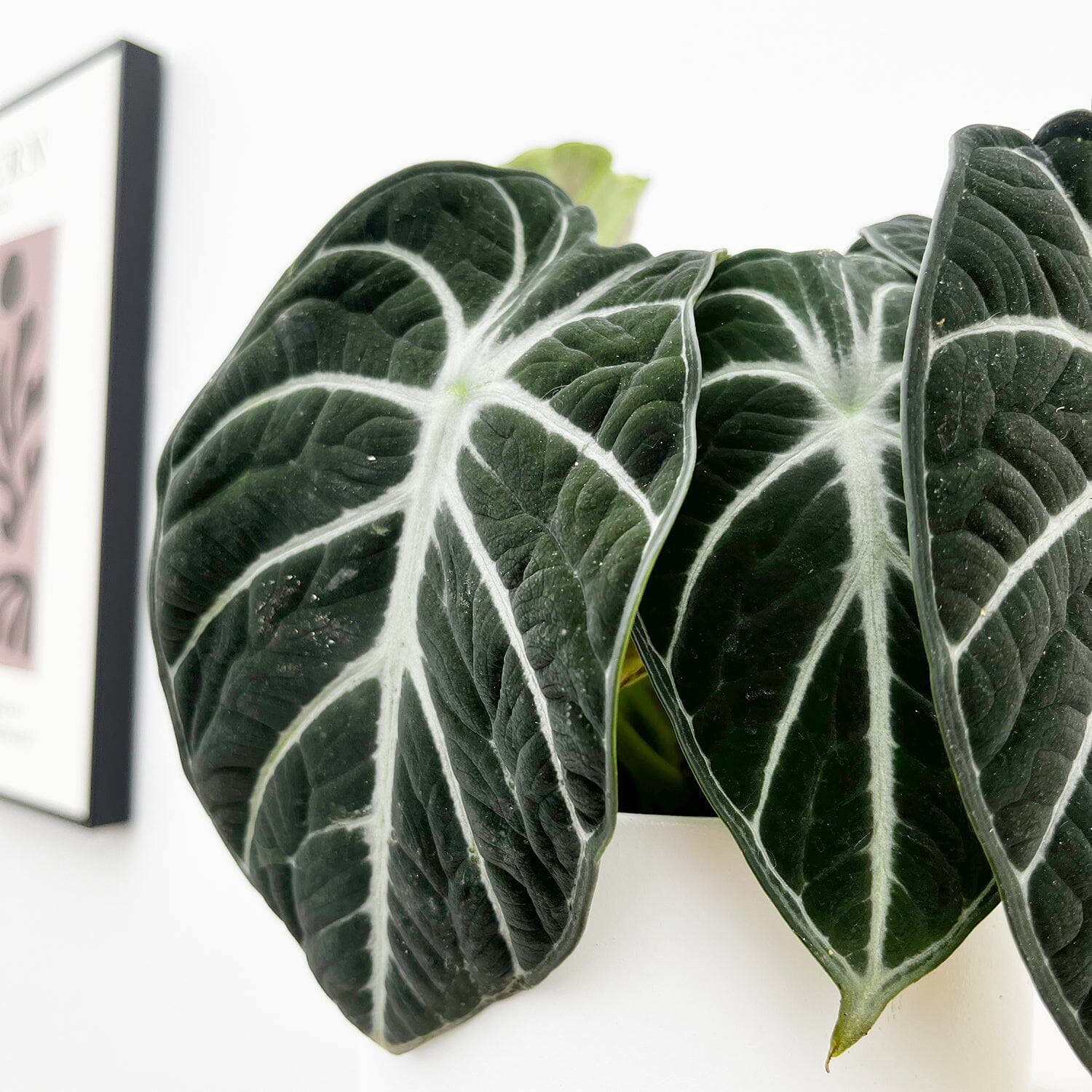 20 - 35cm Alocasia Ninja 12cm Pot House Plant House Plant