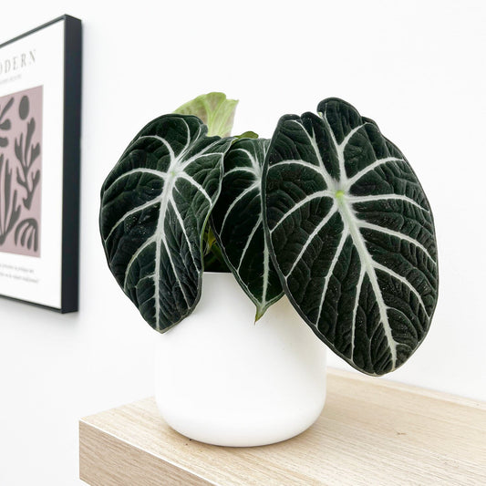 20 - 35cm Alocasia Ninja 12cm Pot House Plant House Plant