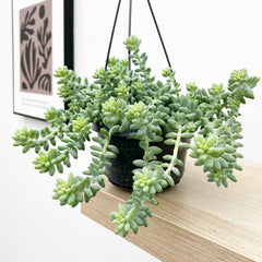 20 - 35cm Sedum Burrito Succulent in Hanging 14cm Pot House Plant