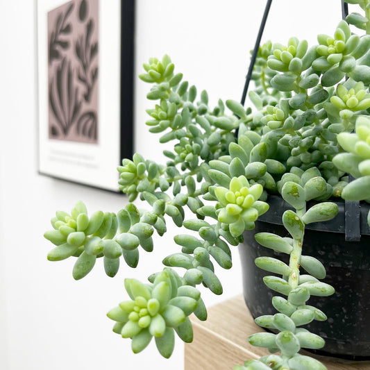 20 - 35cm Sedum Burrito Succulent in Hanging 14cm Pot House Plant