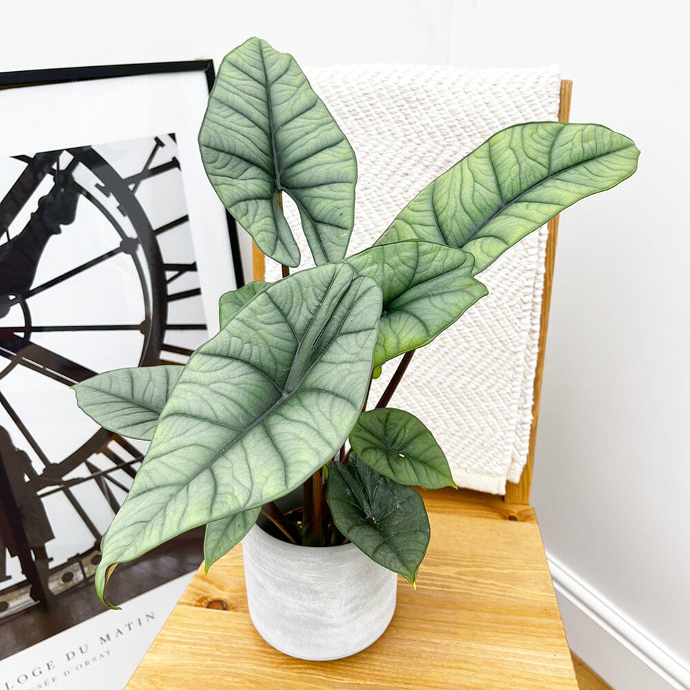 20 - 40cm Alocasia Platinum Elephant Ear 10.5cm Pot House Plant House Plant