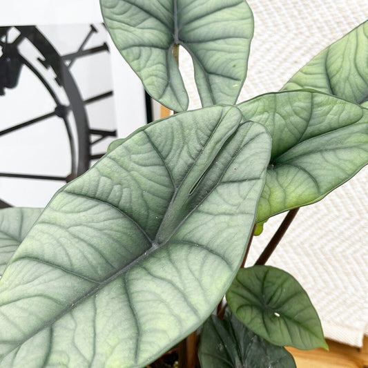 20 - 40cm Alocasia Platinum Elephant Ear 10.5cm Pot House Plant House Plant