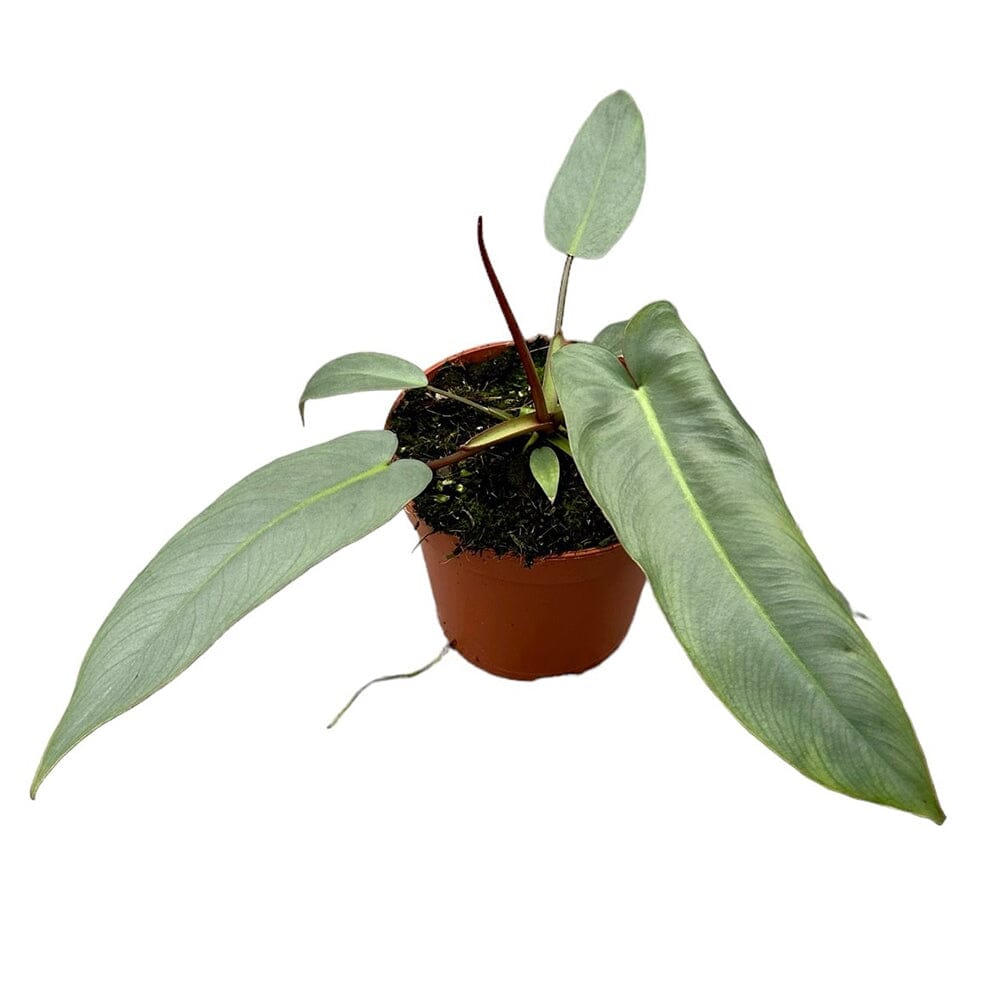 20 cm Philodendron Atabapoense House Plant 14 cm Pot House Plant