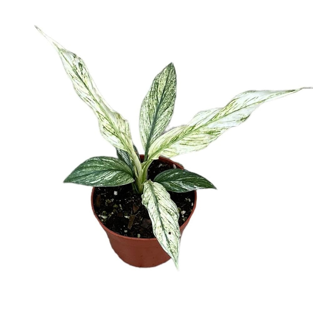 20 cm Spathiphyllum Sensation Variegata House Plant 10,5 cm Pot House Plant