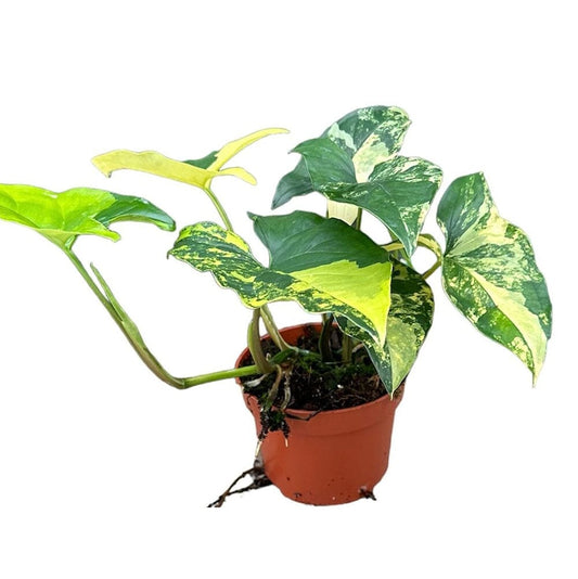 20 cm Syngonium Aurea House Plant 14 cm Pot House Plant