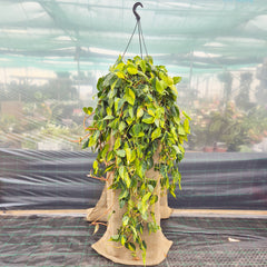 150 - 200cm XL Philodendron Scandens Brazil Pothos 37cm Hanging Pot House Plant