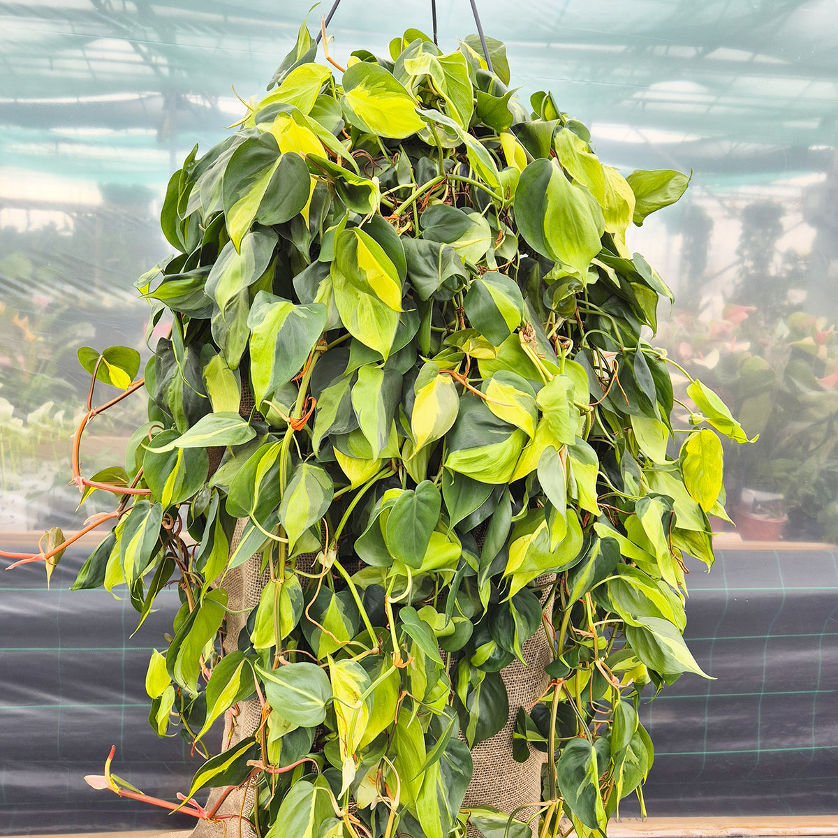 150 - 200cm XL Philodendron Scandens Brazil Pothos 37cm Hanging Pot House Plant