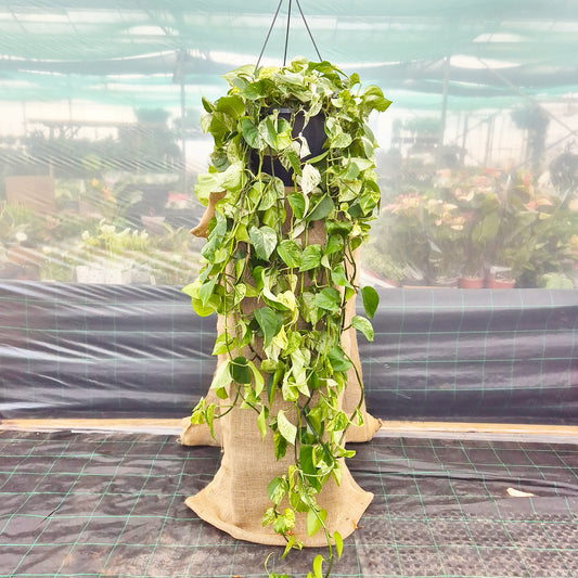 150 - 200cm XL Epipremnum Marble Queen Pothos 37cm Hanging Pot House Plant