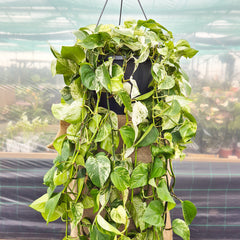 150 - 200cm XL Epipremnum Marble Queen Pothos 37cm Hanging Pot House Plant