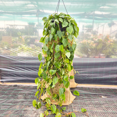 150 - 200cm XL Philodendron Scandens Pothos 37cm Hanging Pot House Plant