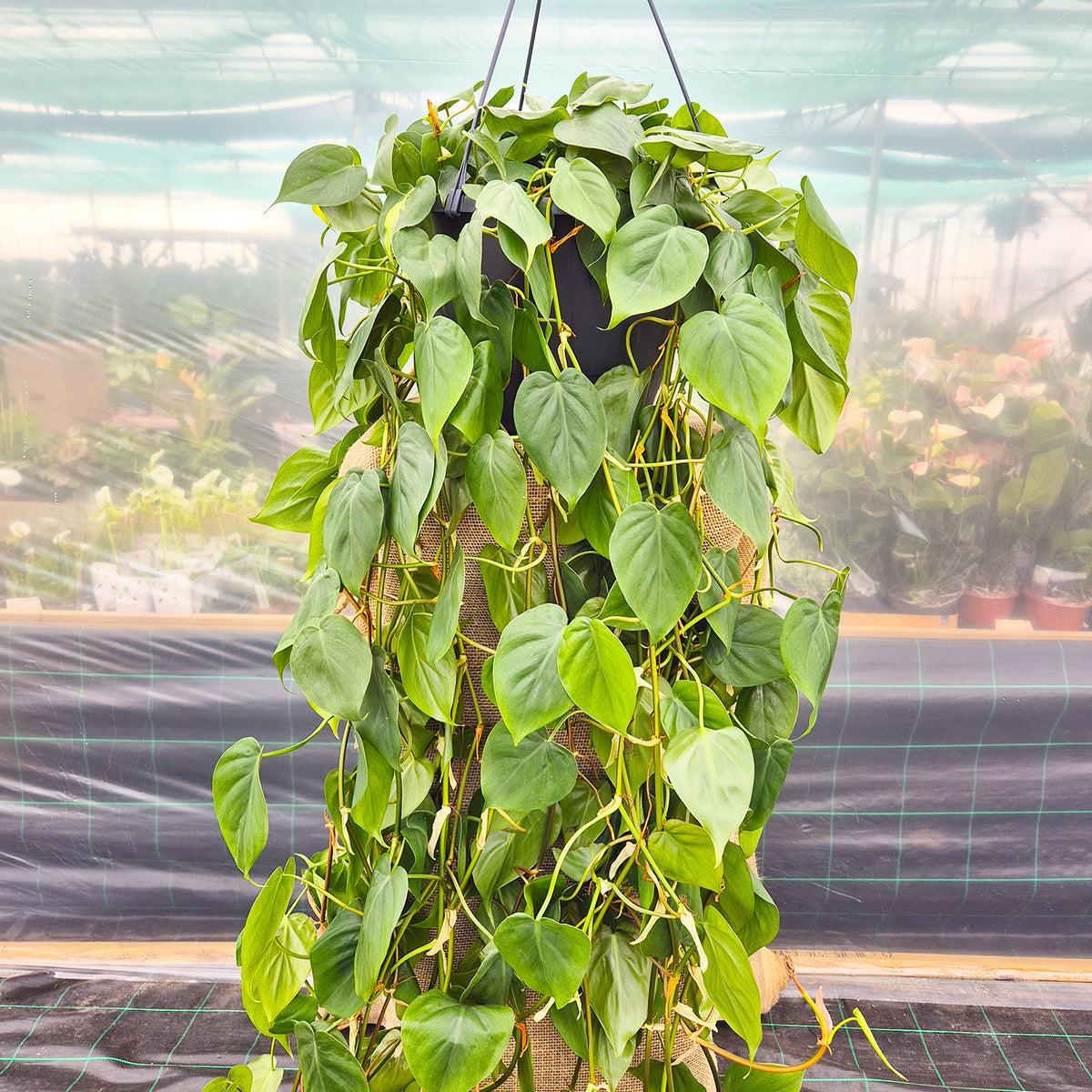 150 - 200cm XL Philodendron Scandens Pothos 37cm Hanging Pot House Plant