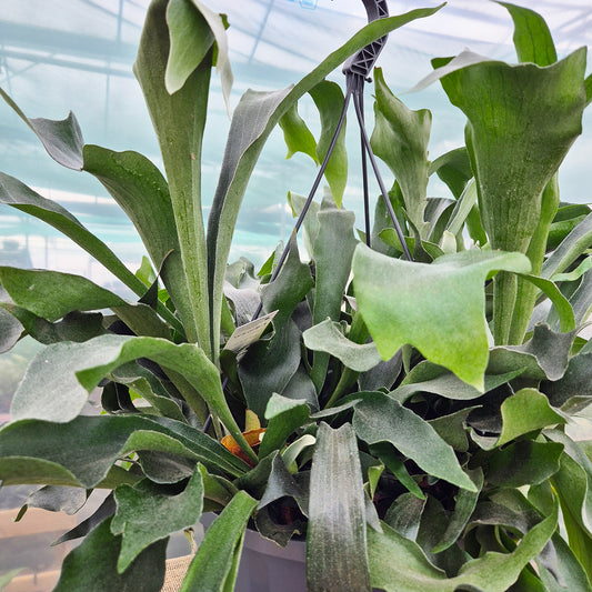 80 - 100cm XL Staghorn Fern Platycerium Bifurcatum 37cm Hanging Pot House Plant