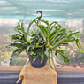 80 - 100cm XL Staghorn Fern Platycerium Bifurcatum 37cm Hanging Pot House Plant