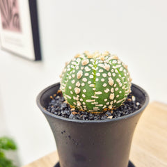 Astrophytum Super Kabuto Cactus House Plant in 8.5cm Pot