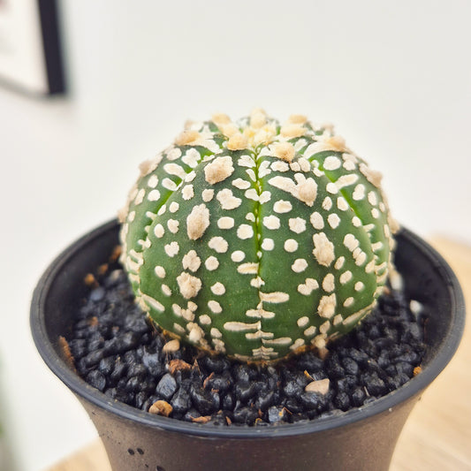 Astrophytum Super Kabuto Cactus House Plant in 8.5cm Pot