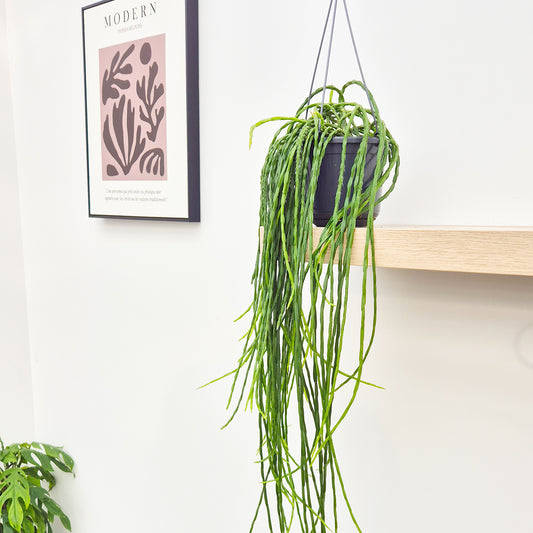 40 - 50cm Rhipsalis Paradoxa Minor in Hanging Pot 15cm Pot House Plant