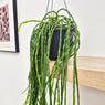 40 - 50cm Rhipsalis Paradoxa Minor in Hanging Pot 15cm Pot House Plant