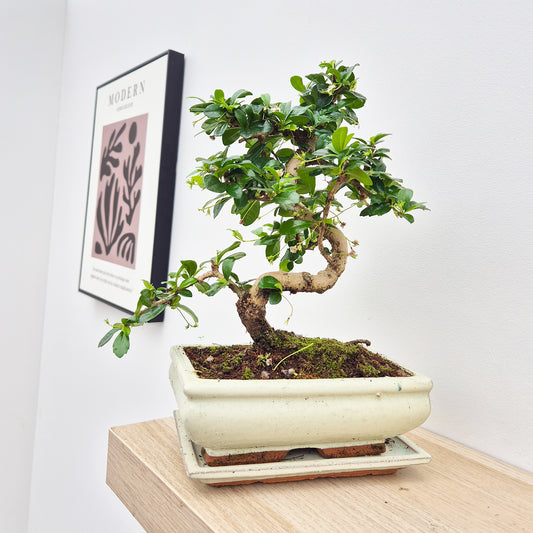 25 - 35cm Ficus Carmona Retusa Bonsai Tree in pot 15cm Ceramic Pot House Plant