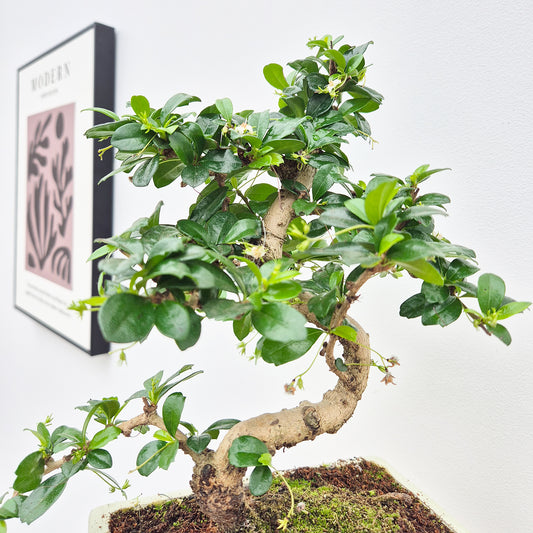 25 - 35cm Ficus Carmona Retusa Bonsai Tree in pot 15cm Ceramic Pot House Plant