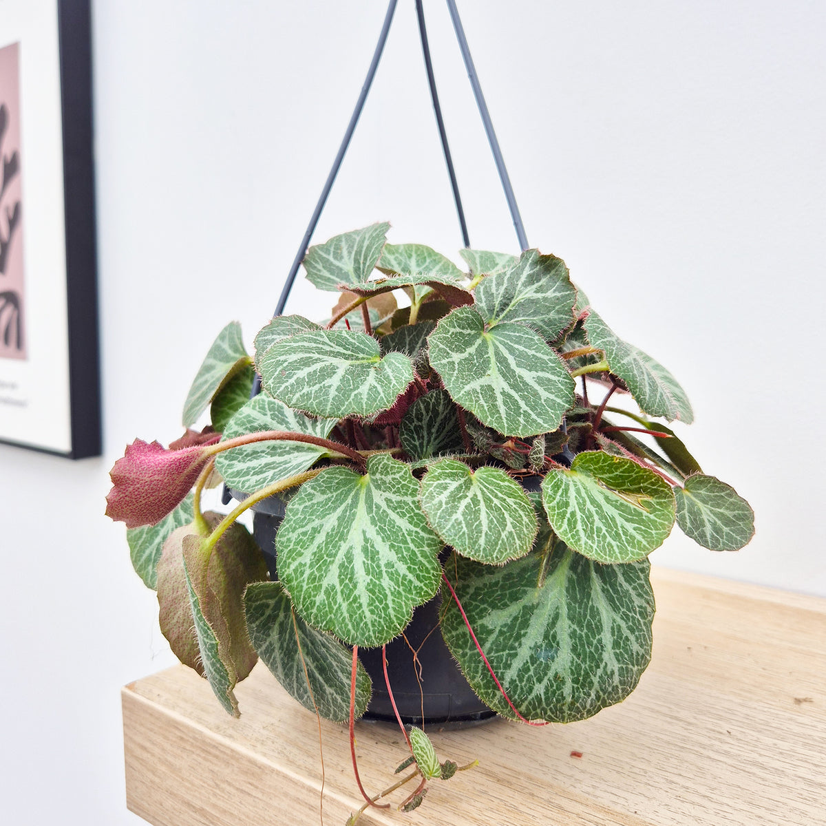 20 - 25cm Saxifraga Stolonifera 14cm Hanging Pot House Plant