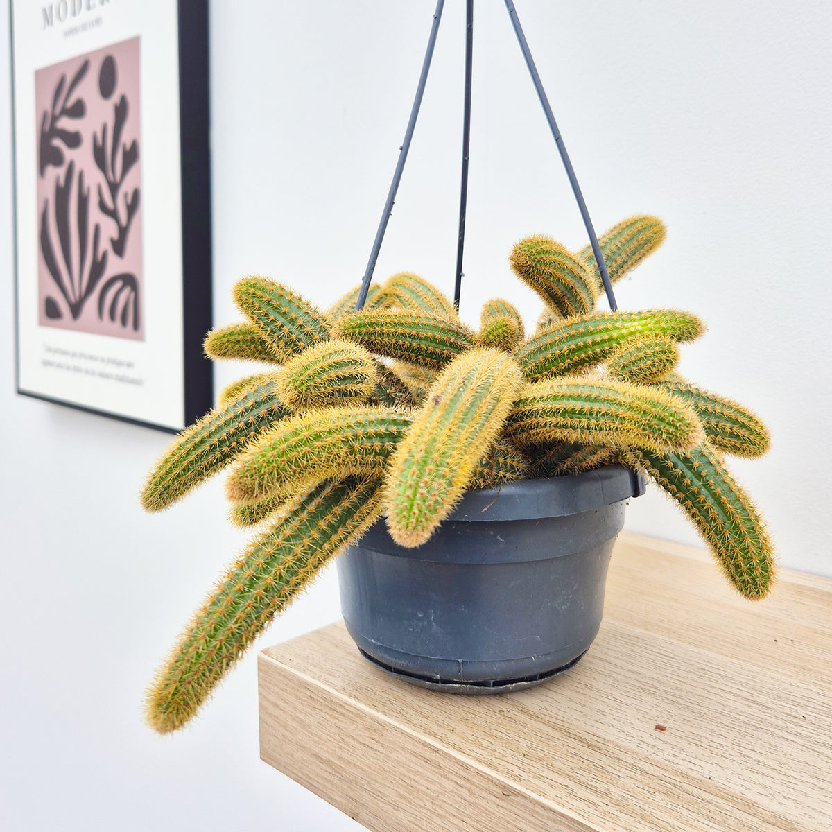 20 - 30cm Monkey Tail Cactus Cleistocactus Colademonis in Hanging 14cm Pot