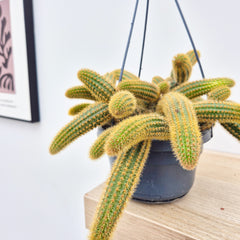 20 - 30cm Monkey Tail Cactus Cleistocactus Colademonis in Hanging 14cm Pot