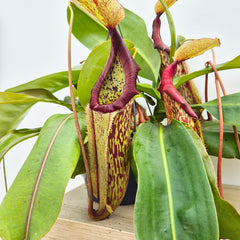 30 - 40cm Nepenthes Miranda in Hanging Pot Monkey Jars 19cm Pot House Plant