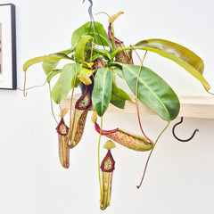 30 - 40cm Nepenthes Miranda in Hanging Pot Monkey Jars 19cm Pot House Plant