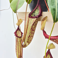 30 - 40cm Nepenthes Miranda in Hanging Pot Monkey Jars 19cm Pot House Plant