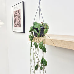 20 - 30cm Hoya Imbricata Wax House Plant in 14cm Hanging Pot