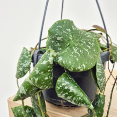 20 - 30cm Hoya Imbricata Wax House Plant in 14cm Hanging Pot