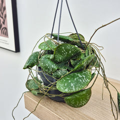 20 - 30cm Hoya Imbricata Wax House Plant in 14cm Hanging Pot