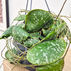 20 - 30cm Hoya Imbricata Wax House Plant in 14cm Hanging Pot