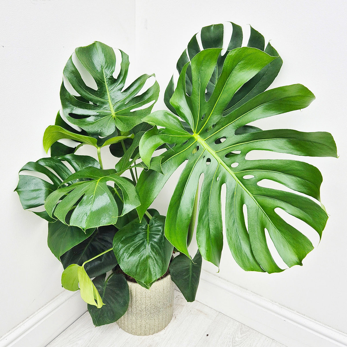 65cm - 85cm Monstera Deliciosa (Large Form) Swiss Cheese Plant 19cm Pot House Plant