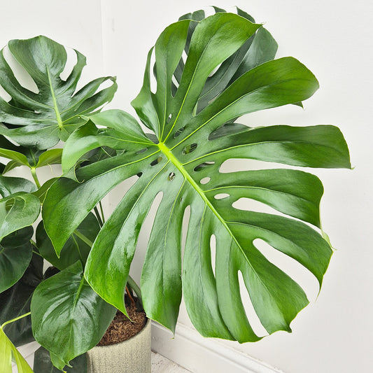 65cm - 85cm Monstera Deliciosa (Large Form) Swiss Cheese Plant 19cm Pot House Plant