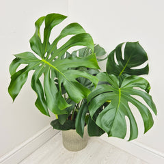 65cm - 85cm Monstera Deliciosa (Large Form) Swiss Cheese Plant 19cm Pot House Plant