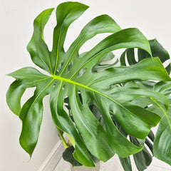 65cm - 85cm Monstera Deliciosa (Large Form) Swiss Cheese Plant 19cm Pot House Plant