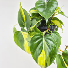 15 - 25cm Philodendron Brazil Scandens in Hanging 14cm Pot