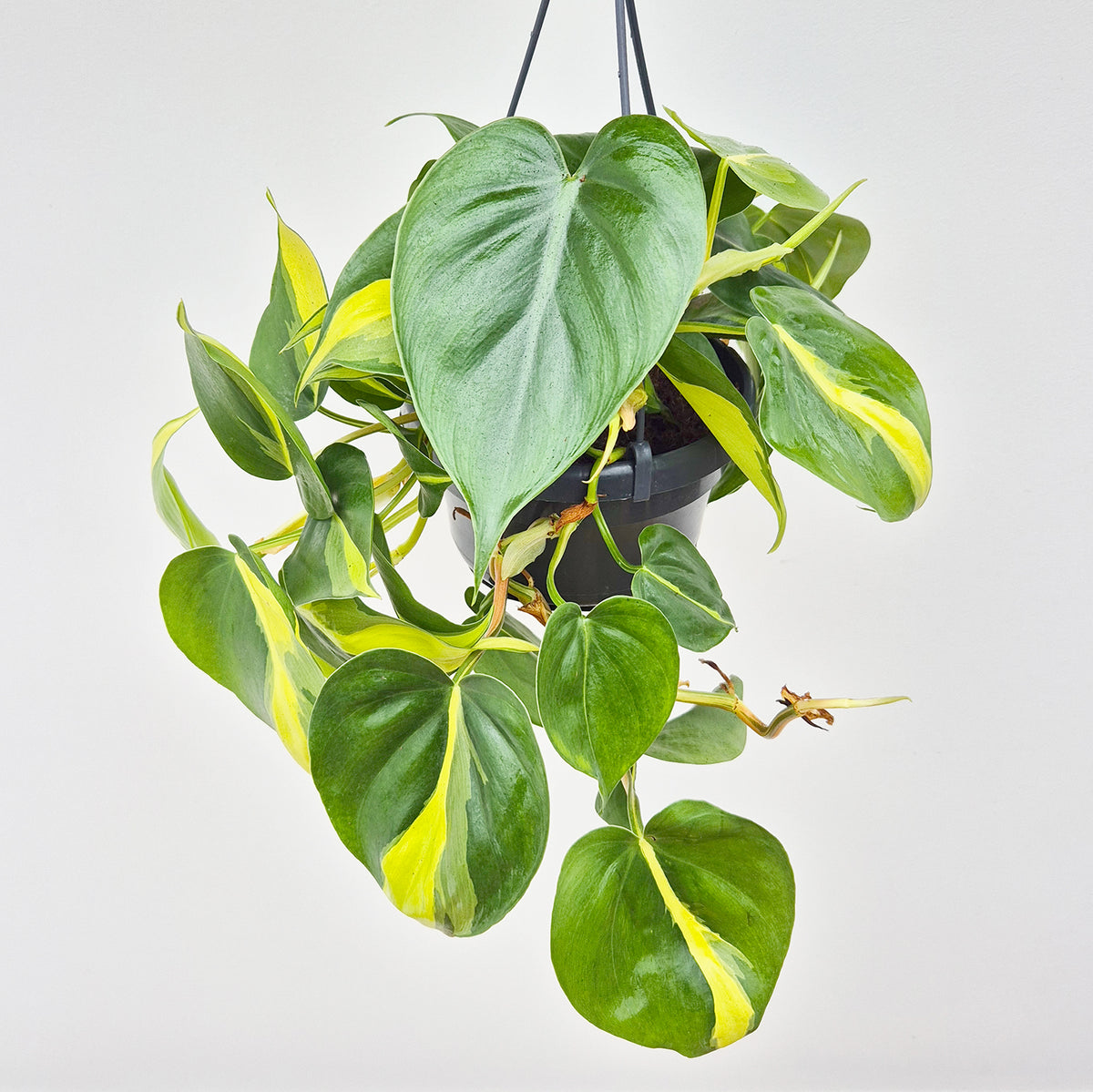 15 - 25cm Philodendron Brazil Scandens in Hanging 14cm Pot