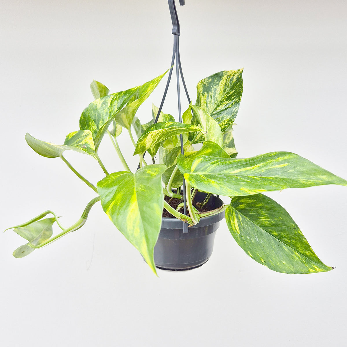 15 - 25cm Epipremnum Njoy Gold in Hanging 14cm Pot