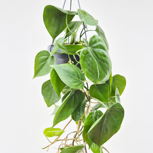 15 - 25cm Philodendron Scandens in Hanging 14cm Pot