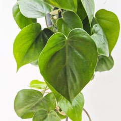 15 - 25cm Philodendron Scandens in Hanging 14cm Pot