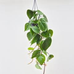 15 - 25cm Philodendron Scandens in Hanging 14cm Pot