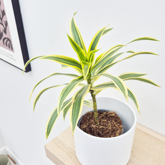 20 - 30cm Dracaena Song of India 13cm Pot House Plant