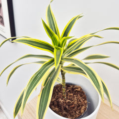 20 - 30cm Dracaena Song of India 13cm Pot House Plant